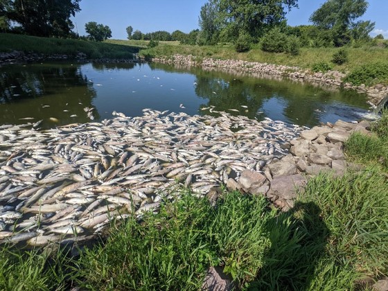 Dead fish in a body of water