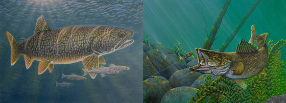 The winning entries for the walleye stamp and trout and salmon stamp contests