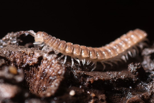 Close-up of a millipede with no pigments and eyes seen in profile.