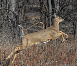 a deer leaping in grass