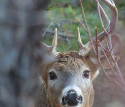 a buck looking at the camera