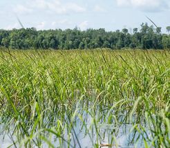 wild rice water