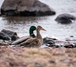 two mallard ducks