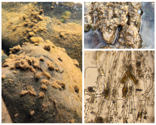 A photo collage of didymo: one of it on rocks underwater, one of it on rocks above water and one of it under a microscope