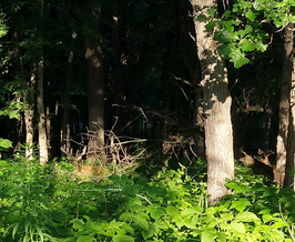 photo with two large bucks hidden in the foliage, bucks still in velvet 