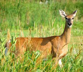 an antlerless deer