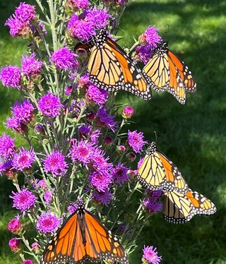 Five monarchs on one meadow blazing star plant