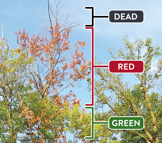 A graphic showing dead, red and green leaves on a tree with a twolined chestnut borer infestation