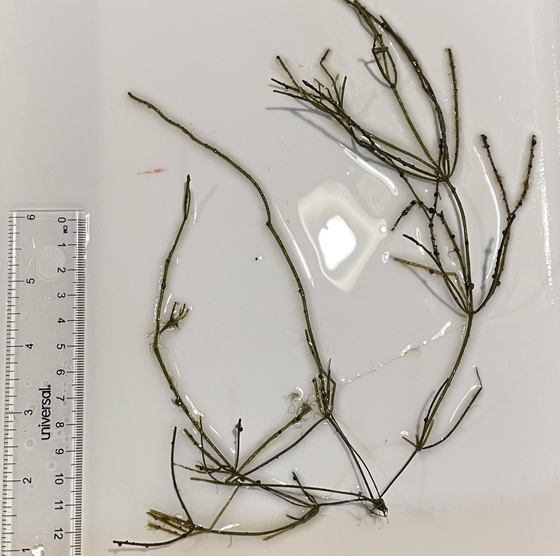 Starry stonewort found in Lake Bemidji