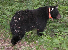 a collared bear