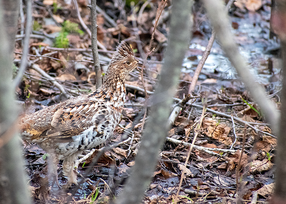 a ruffed grouse on the ground