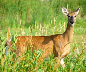 an antlerless deer