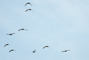 ducks in flight with the blue sky in the background