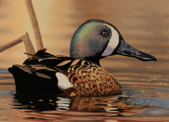 A painting of a blue-winged teal