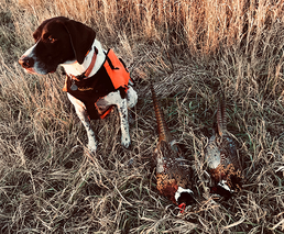 hunting dog with a couple harvested pheasants on the ground