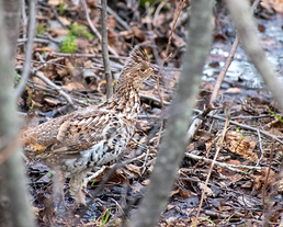 a ruffed grouse on the forest floor