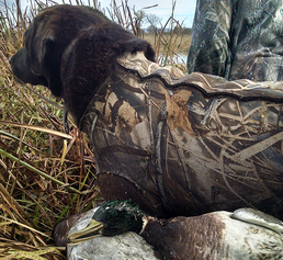 dead ducks and a duck dog