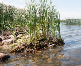 shallow lake plants near shore