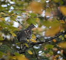 a grouse in a tree surrounded by colorful leaves