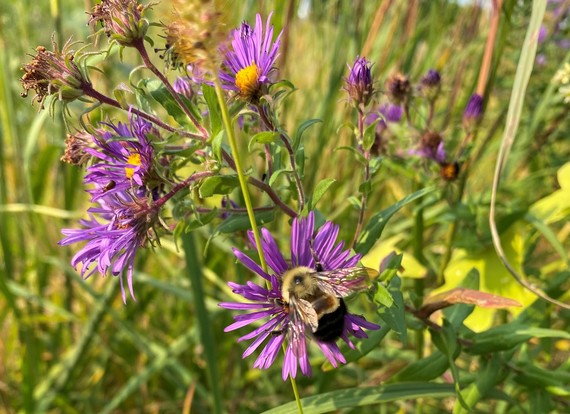 Close-up of an aster with a bee.