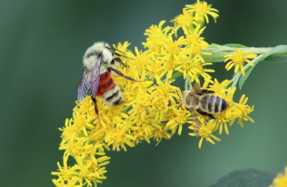 Macro photo of a bee on goldenrod flowers.