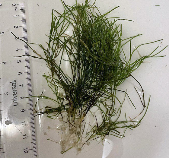 Starry stonewort found in Thunder Lake