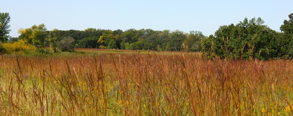 A vast prairie with grasses in many colors, trees line the horizon.