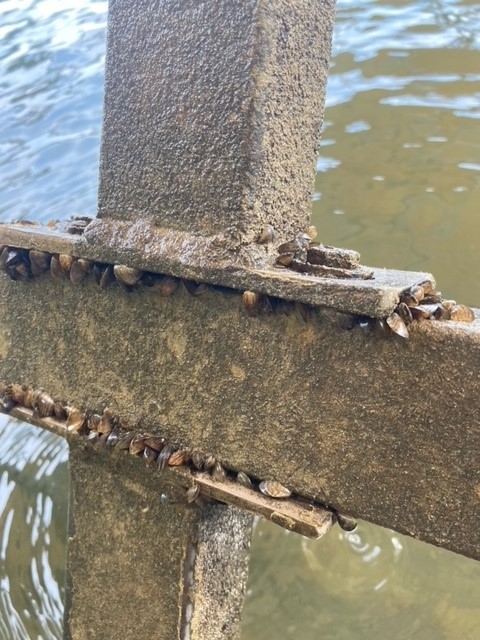 Zebra mussels found in Crooked Lake