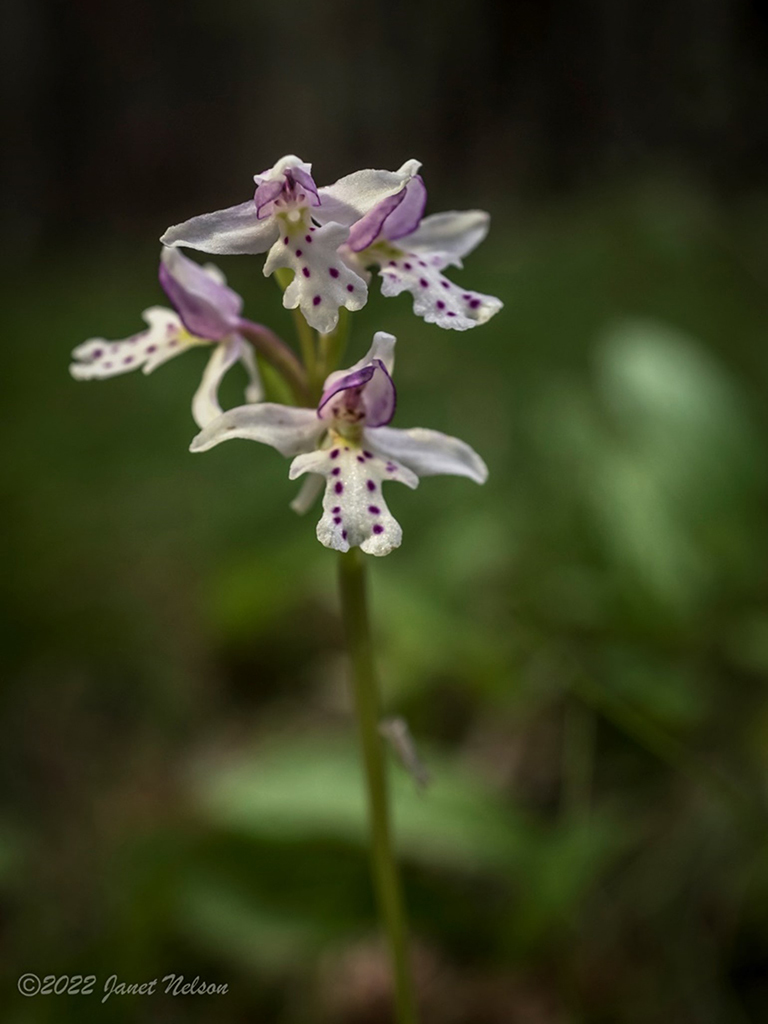 Small round-leaved orchid
