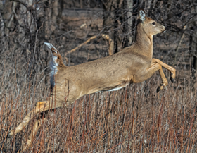 deer leaping in tall grass