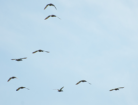 ducks flying with a blue sky as a backdrop