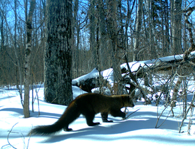 a fisher photo taken from a trail camera