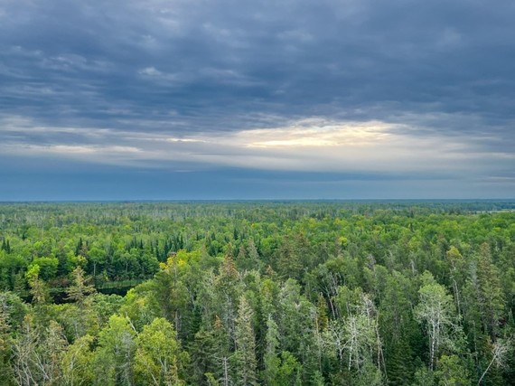 Trees as far as the eye can see and sky lined with black clouds, all seen from up high.