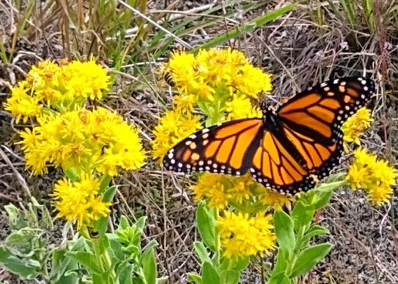 Monarch on goldenrods seen with wings spread out.