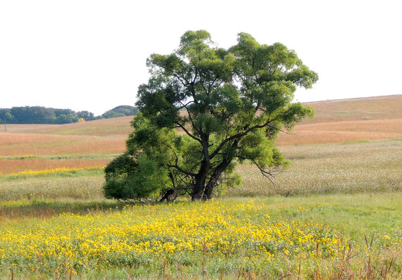 Lone green tree in rolling prairie in different colors.