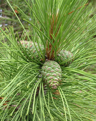Red pine cones surrounded by pine needles.