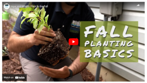 MWMO Fall Planting Basics video screen shot - someone holding a plant ready to be planted