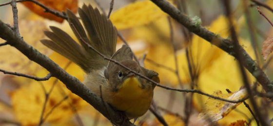 a bird perched on a branch, surrounded by fall foliage