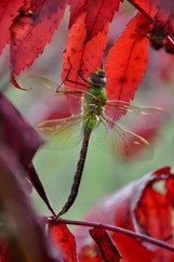 a green dragonfly on a red leaf