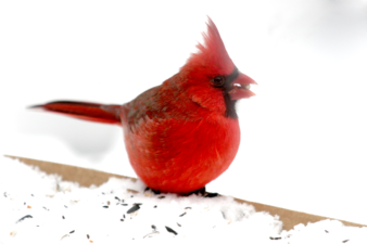 a bright red cardinal standing on snow