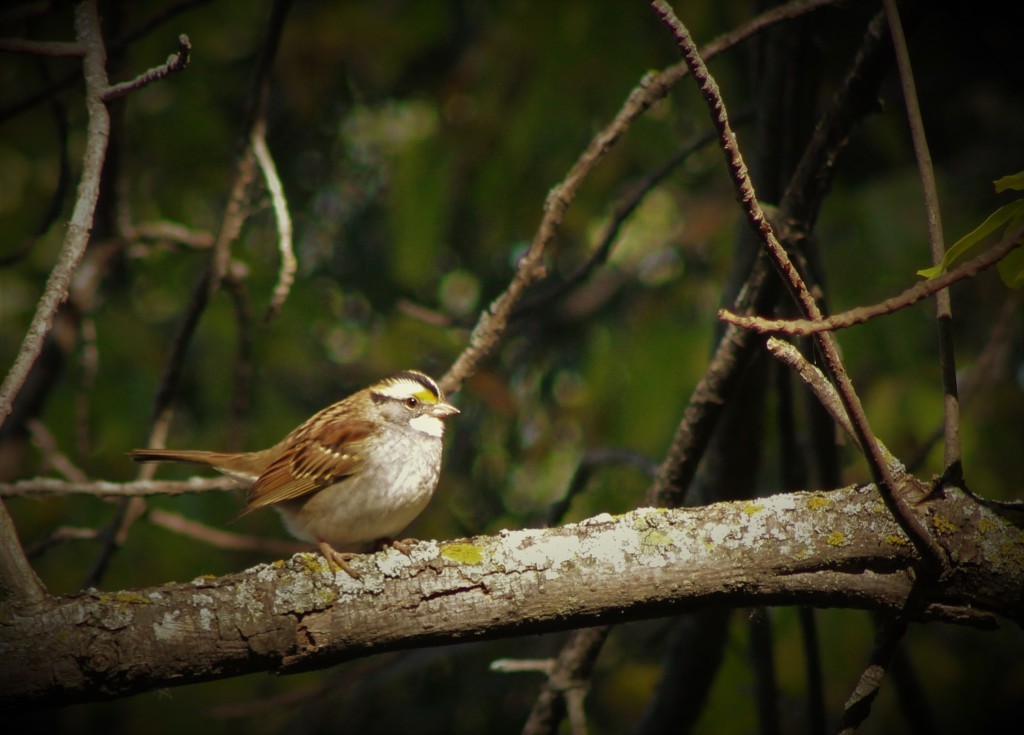 White-throated sparrow perched on a branch.