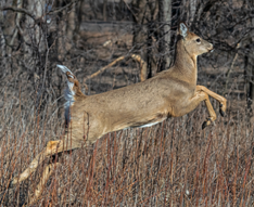 antlerless deer leaping