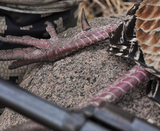 turkey spur with a shotgun on a rock up close photo