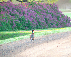 a pheasant in the spring near lilacs