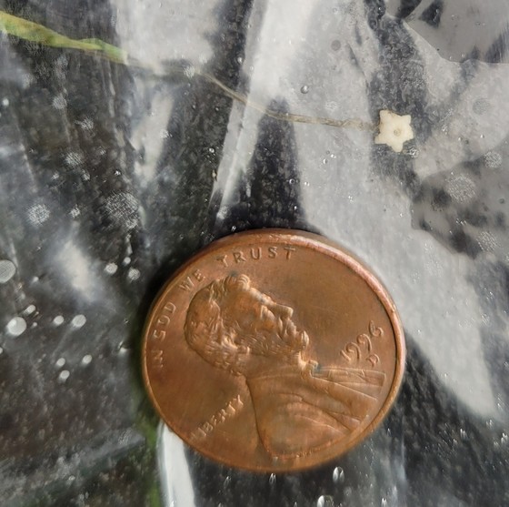 Starry stonewort, which a watercraft inspector prevented from entering Lake Superior