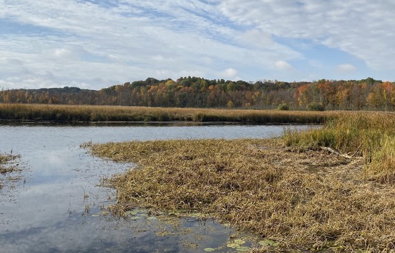 Perspective from river access, surrounded by yellow grass, with a mix of green and yellow trees in the horizon.