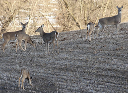 deer in a field