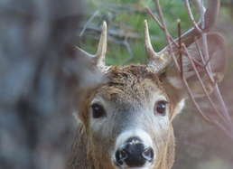 buck staring at photographer up close partially obscured by tree