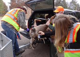 buck in a truck being sampled for CWD at an in-person sampling station, with staff around deer