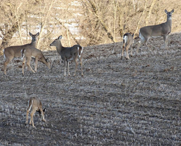 antlerless deer in a field 